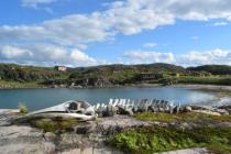 морской ежик