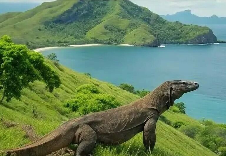 Дайвинг на Комодо