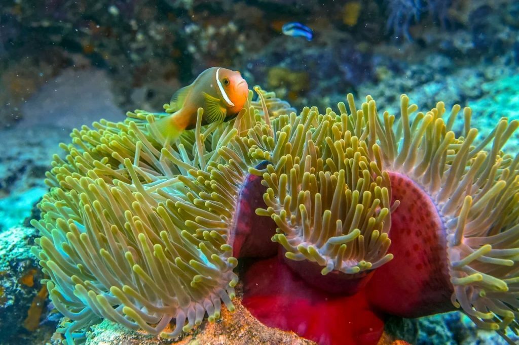 Майские праздники в Египте! Шарм Эль Шейх! 